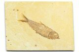 Detailed Fossil Fish (Knightia) - Wyoming #372338-1
